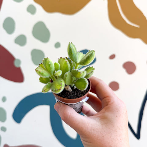 Cotyledon ladismithiensis 'Yellow Variegata' - Bear Paws Succulent - Sprouts of Bristol