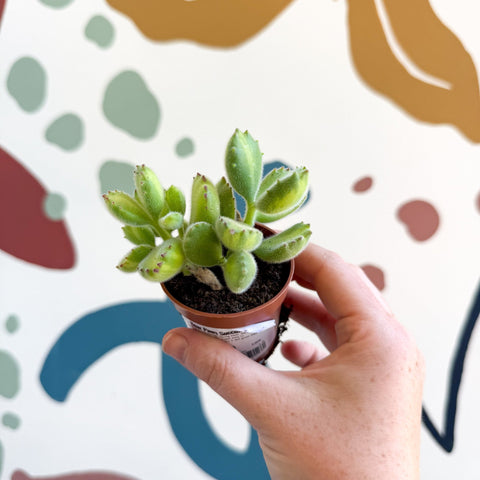 Cotyledon ladismithiensis 'Yellow Variegata' - Bear Paws Succulent - Sprouts of Bristol