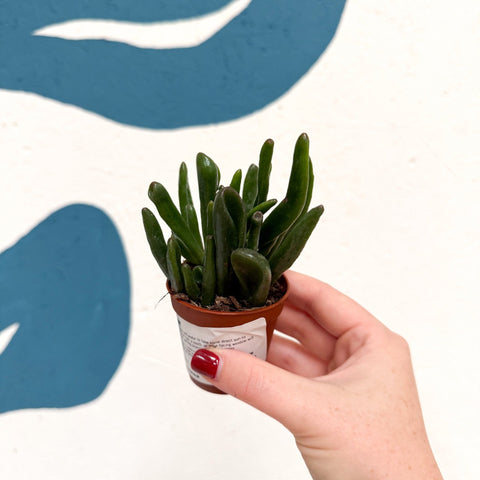 Crassula ovata ‘Hobbit’ - Sprouts of Bristol