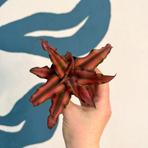 Cryptanthus bivittatus 'Red Star' - Earth Star Plant - Sprouts of Bristol