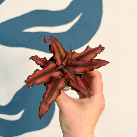Cryptanthus bivittatus 'Red Star' - Earth Star Plant - Sprouts of Bristol