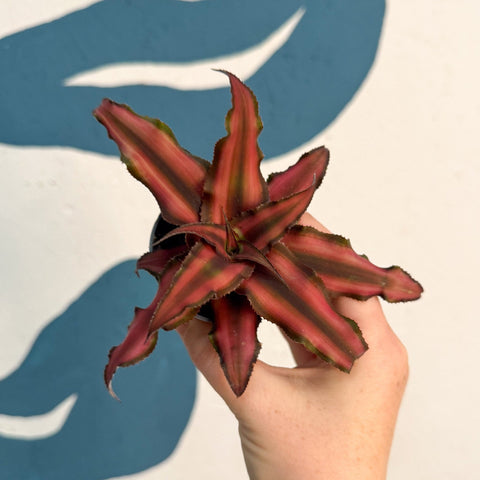 Cryptanthus bivittatus 'Red Star' - Earth Star Plant - Sprouts of Bristol