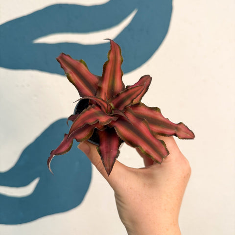 Cryptanthus bivittatus 'Red Star' - Earth Star Plant - Sprouts of Bristol