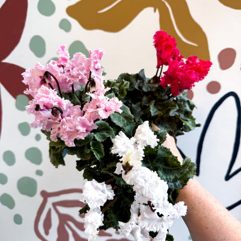 Cyclamen persicum ‘Merengue’ - Mixed Colour Ruffled Florist Cyclamen - Sprouts of Bristol