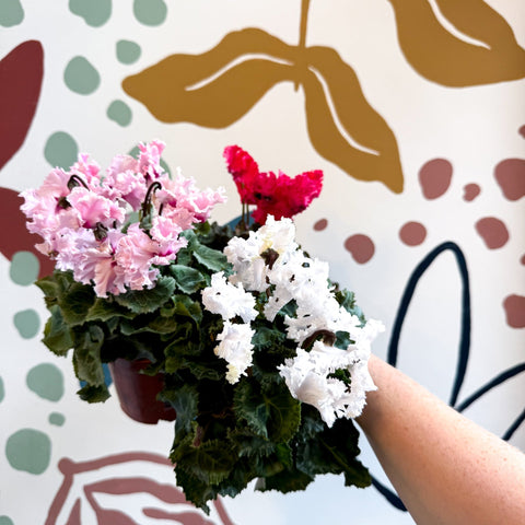 Cyclamen persicum ‘Merengue’ - Mixed Colour Ruffled Florist Cyclamen - Sprouts of Bristol