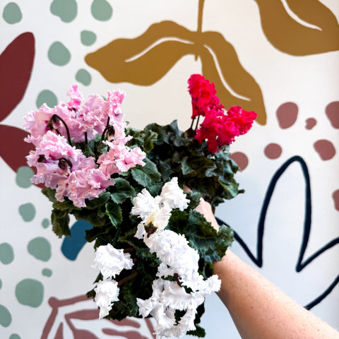 Cyclamen persicum ‘Merengue’ - Mixed Colour Ruffled Florist Cyclamen - Sprouts of Bristol