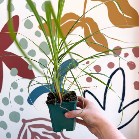 Cymbopogon citratus - Lemon Grass - Cotswolds Grown Culinary Herbs - Sprouts of Bristol