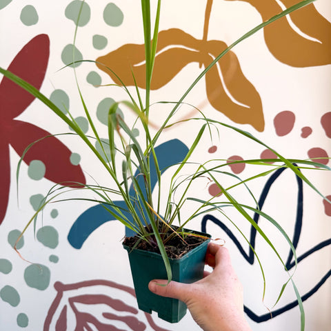 Cymbopogon citratus - Lemon Grass - Cotswolds Grown Culinary Herbs - Sprouts of Bristol