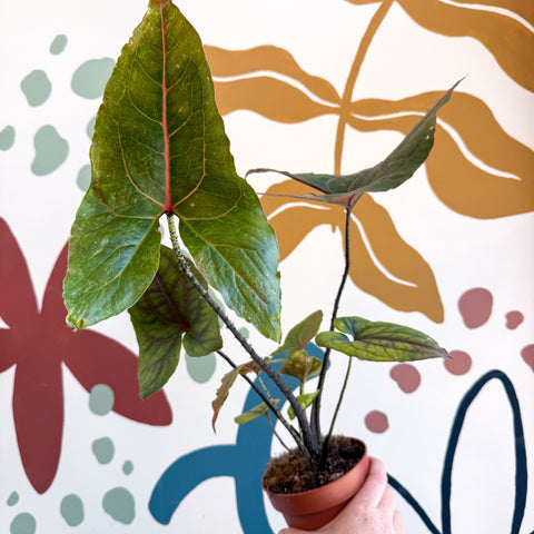 Cyrtosperma johnstonii / Alocasia ‘Black Jack’ - Sprouts of Bristol