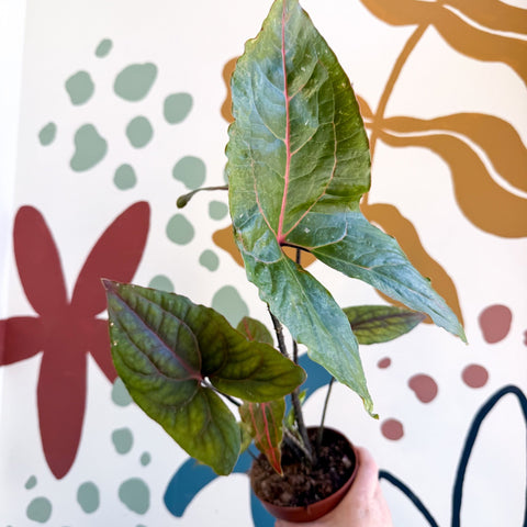 Cyrtosperma johnstonii / Alocasia ‘Black Jack’ - Sprouts of Bristol