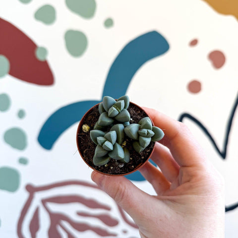 Delosperma lehmannii - Ice Plant - Sprouts of Bristol