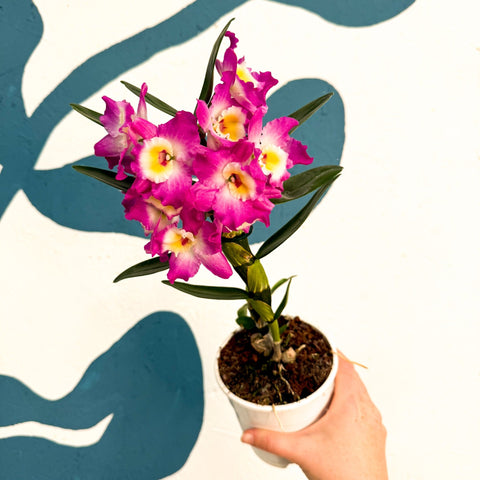 Dendrobium nobile 'Lila' - Purple Noble Orchid - Sprouts of Bristol