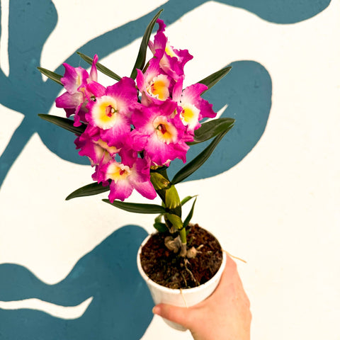 Dendrobium nobile 'Lila' - Purple Noble Orchid - Sprouts of Bristol