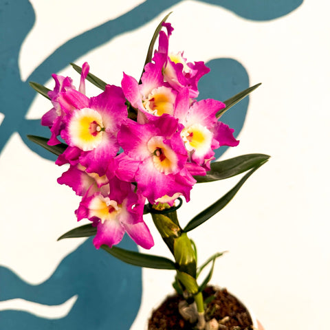 Dendrobium nobile 'Lila' - Purple Noble Orchid - Sprouts of Bristol