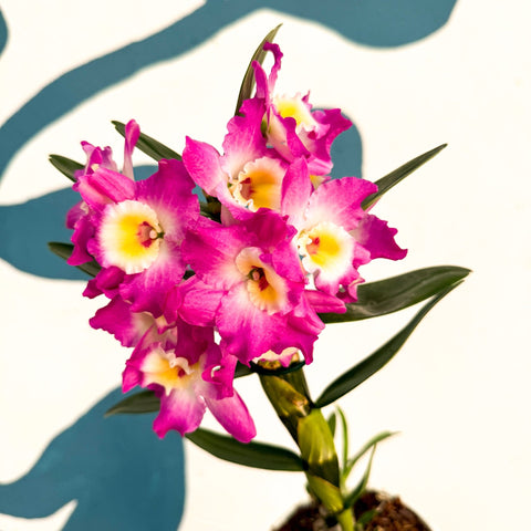 Dendrobium nobile 'Lila' - Purple Noble Orchid - Sprouts of Bristol