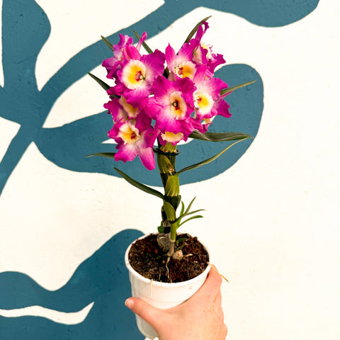 Dendrobium nobile 'Lila' - Purple Noble Orchid - Sprouts of Bristol