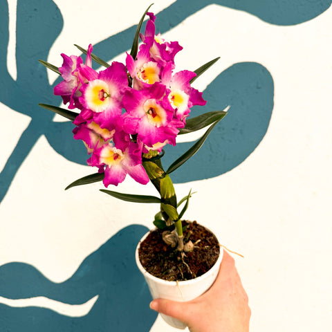 Dendrobium nobile 'Lila' - Purple Noble Orchid - Sprouts of Bristol