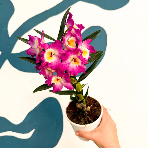 Dendrobium nobile 'Lila' - Purple Noble Orchid - Sprouts of Bristol