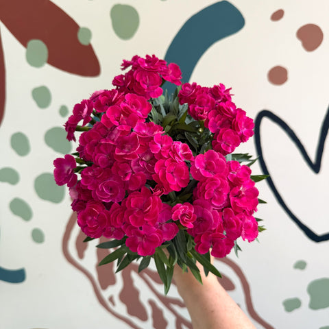 Dianthus 'Peman Violet' - Pot Carnations - Sprouts of Bristol