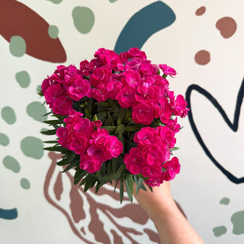 Dianthus 'Peman Violet' - Pot Carnations - Sprouts of Bristol