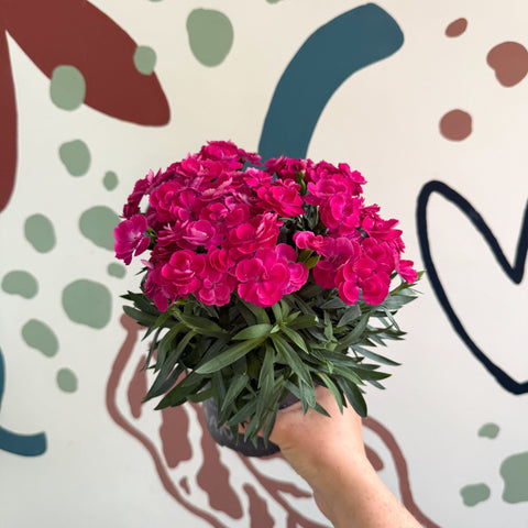 Dianthus 'Peman Violet' - Pot Carnations - Sprouts of Bristol