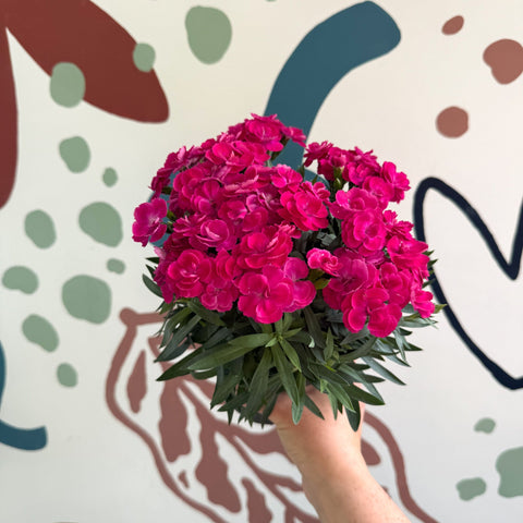 Dianthus 'Peman Violet' - Pot Carnations - Sprouts of Bristol