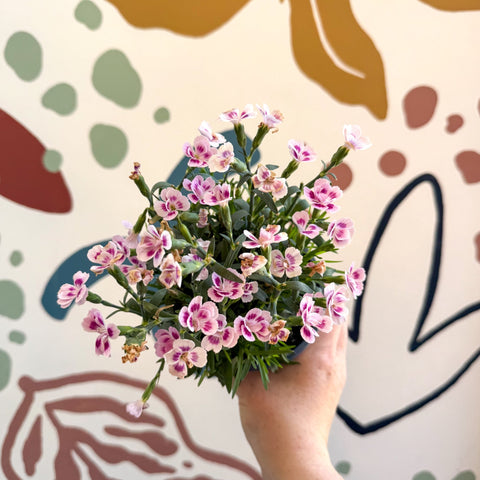 Dianthus 'Pink Kisses' - Pot Carnations - Sprouts of Bristol