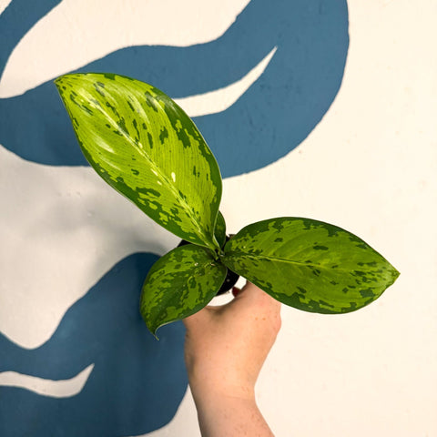 Dieffenbachia ‘Crocodile’ – Leopard Lily - Sprouts of Bristol