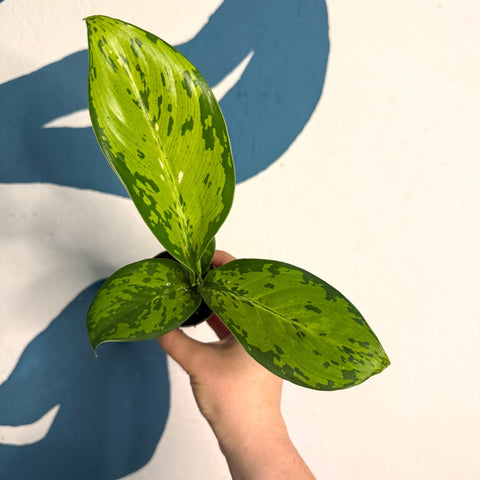 Dieffenbachia ‘Crocodile’ – Leopard Lily - Sprouts of Bristol