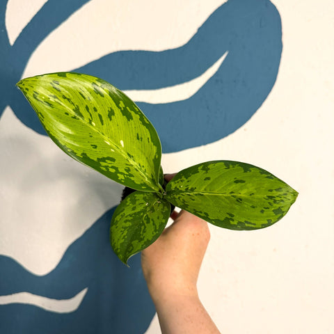 Dieffenbachia ‘Crocodile’ – Leopard Lily - Sprouts of Bristol