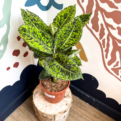 Dieffenbachia ‘Reflector’ – Leopard Lily - Sprouts of Bristol