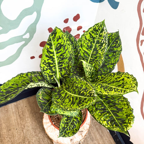 Dieffenbachia ‘Reflector’ – Leopard Lily - Sprouts of Bristol