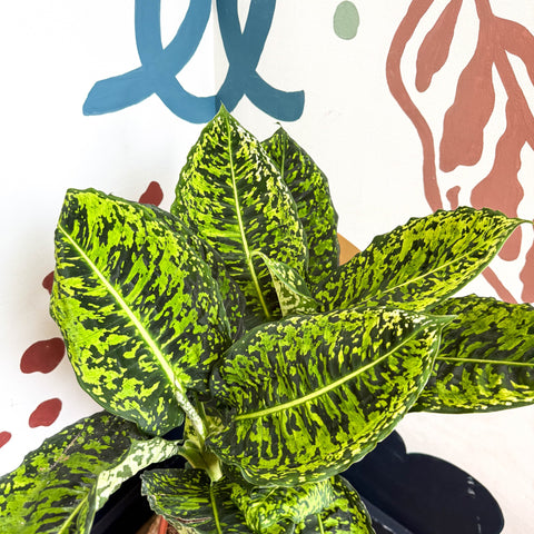 Dieffenbachia ‘Reflector’ – Leopard Lily - Sprouts of Bristol