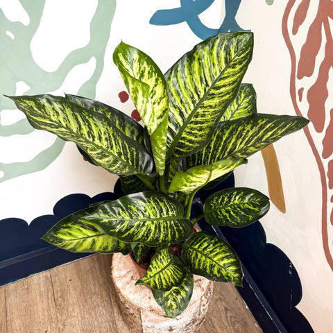 Dieffenbachia seguine ‘Maroba’ – Leopard Lily - Sprouts of Bristol