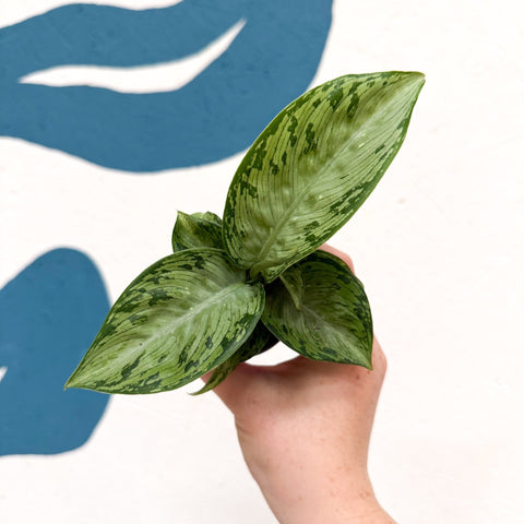Dieffenbachia 'Snow' - Leopard Lily - Sprouts of Bristol