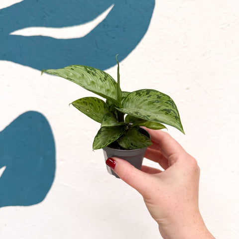 Dieffenbachia 'Snow' - Leopard Lily - Sprouts of Bristol