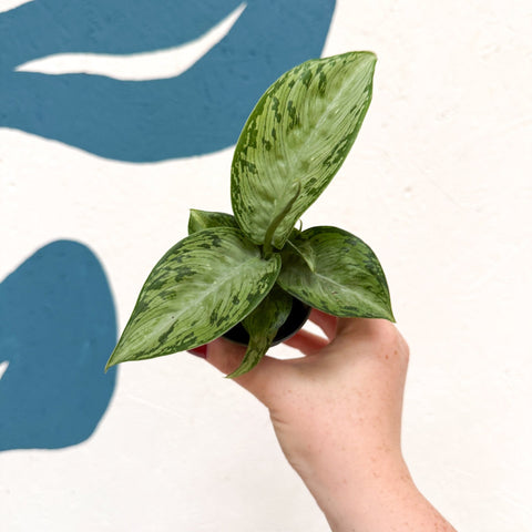 Dieffenbachia 'Snow' - Leopard Lily - Sprouts of Bristol