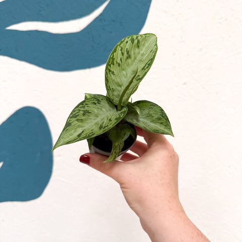 Dieffenbachia 'Snow' - Leopard Lily - Sprouts of Bristol