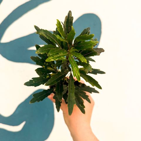 Dizygotheca elegantissima ‘Castor’ – False Aralia - Sprouts of Bristol