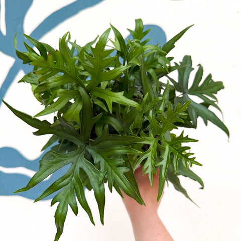 Doryopteris pedata - Digit Fern - Sprouts of Bristol