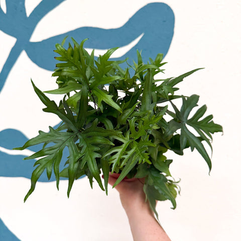 Doryopteris pedata - Digit Fern - Sprouts of Bristol
