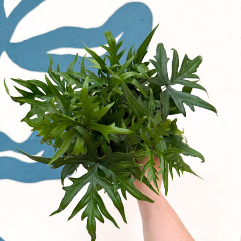 Doryopteris pedata - Digit Fern - Sprouts of Bristol