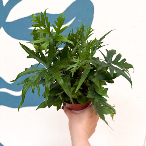 Doryopteris pedata - Digit Fern - Sprouts of Bristol