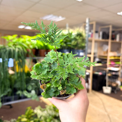 Doryopteris pilosa ‘Gemmifera’ - Antenna Fern - Sprouts of Bristol