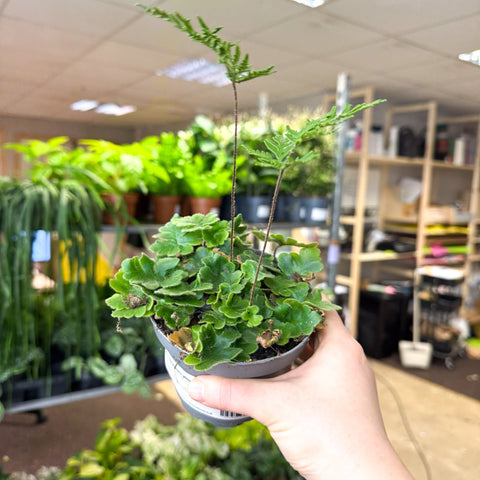 Doryopteris pilosa ‘Gemmifera’ - Antenna Fern - Sprouts of Bristol
