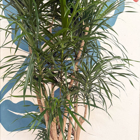 Dracaena reflexa ‘Anita’ – Dragon Tree - Sprouts of Bristol