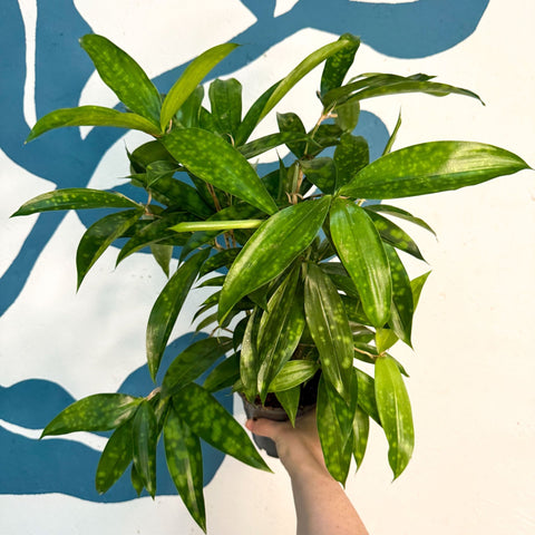 Dracaena surculosa - Gold Dust Plant - Sprouts of Bristol