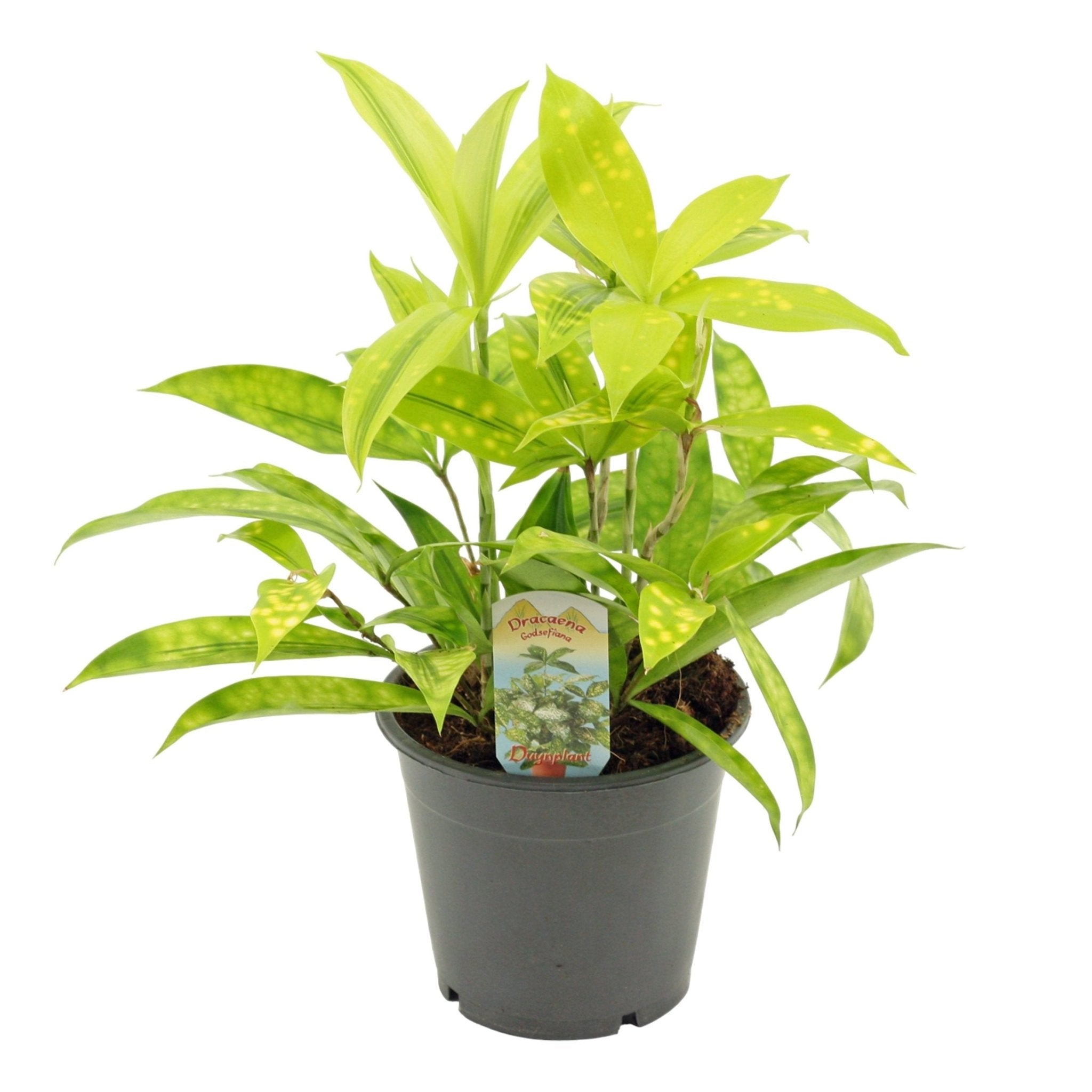 dracaena mike Dracaena surculosa 'Mike' – Sprouts of Bristol