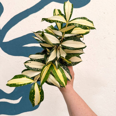 Dracaena surculosa 'Milky Way' - Sprouts of Bristol