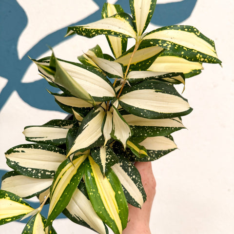 Dracaena surculosa 'Milky Way' - Sprouts of Bristol